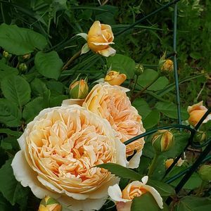 Meet your Posher, Nancy